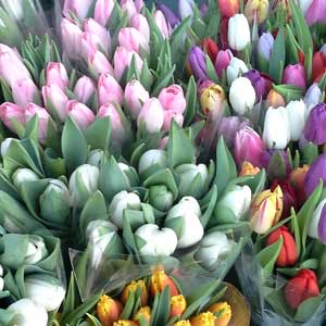 Das Blümchen - Blumen und Mehr: Blumen, Topfpflanzen, Geschenkartikel, Duftkerzen, Raumdüfte, dekorierte Blumenstöcke: Tulpen